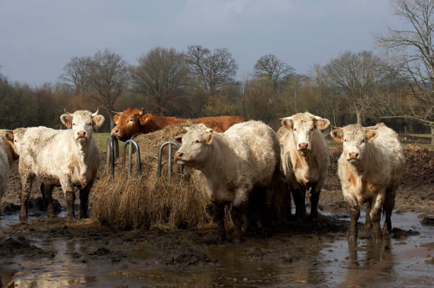 istock CHAROLAIS AND LIMOUSIN CATTLE, HERD EATING HAY, NORMANDY 1227195126