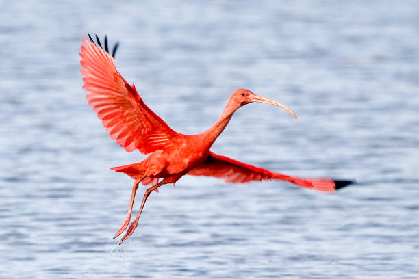 scarlet ibis eudocimus ruber, adult in flight above water, los lianos in venezuela - scharlachsichler stock-fotos und bilder