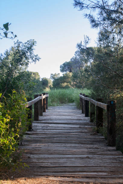 istock albufera natural park in valencia 1227195162