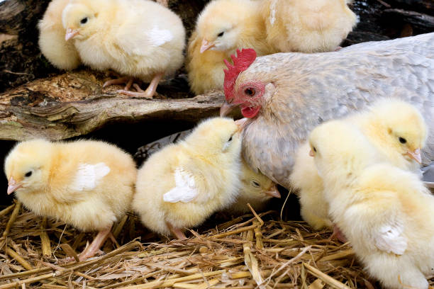 Caring silver mother hen takes care of her newborn chicks