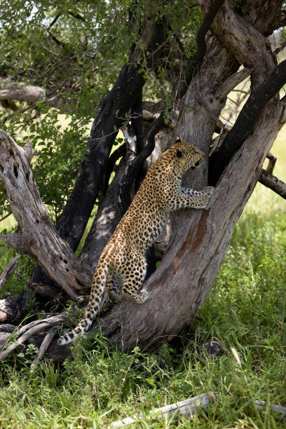 istock LEOPARD panthera pardus, 4 MONTH OLD CUB CLIMBING IN A TREE, NAMIBIA 1227196010