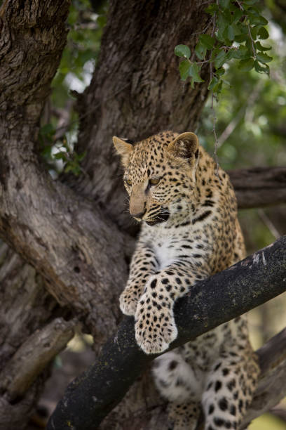 istock LEOPARD panthera pardus, 4 MONTH OLD CUB IN A TREE, NAMIBIA 1227196114
