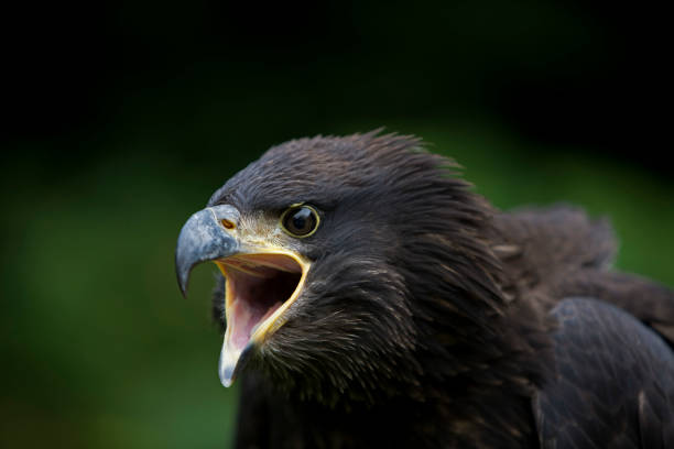 istock BALD EAGLE haliaeetus leucocephalus, PORTRAIT OF JUVENILE CALLING OUT 1227196145