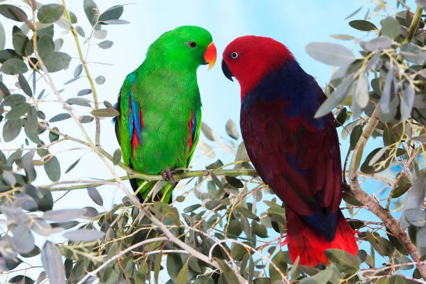 istock ECLECTUS PARROT eclectus roratus, PAIR STANDING ON BRANCH 1227196180