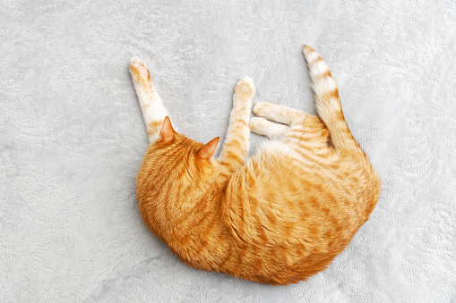 Red ginger cat sleeping on a bed. Top view. Copyspace.