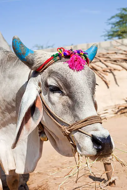 A Holy Cow From Gujarat, India