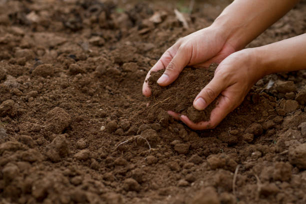 istock Checking soil health preapre grow vegetable 1227198134