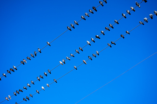 A flock of pigeons resting on electricity cables on a sunny day with clear blue skies