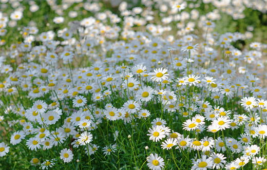 Daisy chamomile flowers on green field meadow