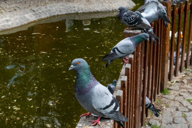 istock being close to a pigeon 1227199034
