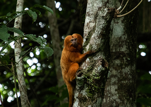 Endangered brazilian monkey (Golden Lion tamarin in the forest)