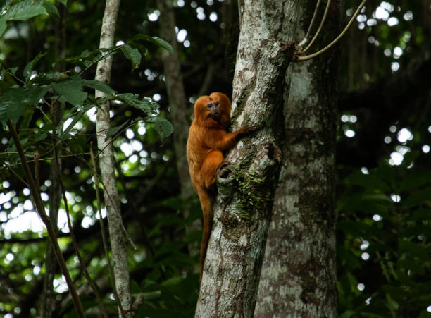 tamarin subindo na árvore - photography tree perching animals in the wild - fotografias e filmes do acervo