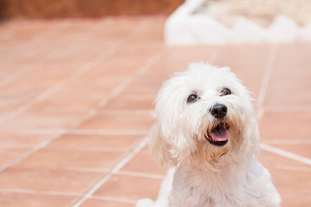 istock Bichon Maltese dog on the terrace 1227199926