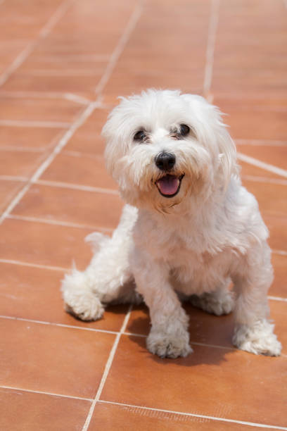 istock Bichon Maltese dog on the terrace 1227199927