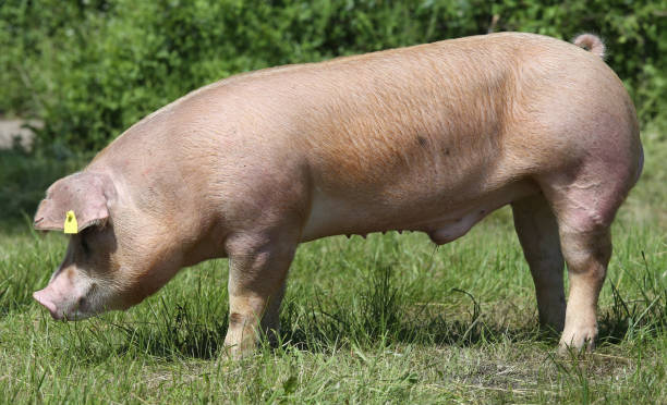 istock Free range duroc pig graze outside on pasture 1227200200