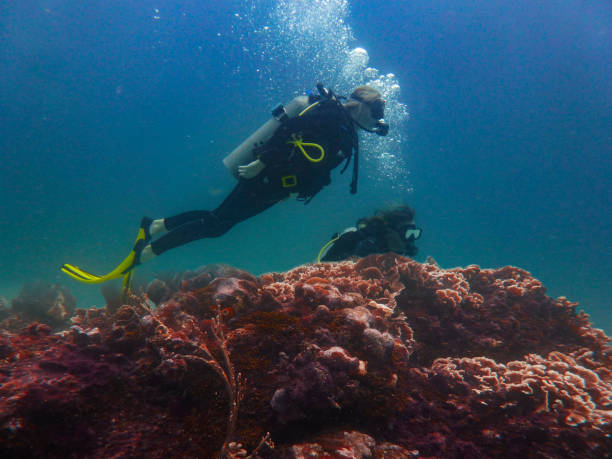 istock Underwater scuba diver enjoy beautiful sea life. 1227201318