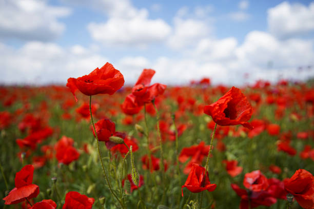 istock Beautiful red poppy field, blue sky with white clouds. 1227201454