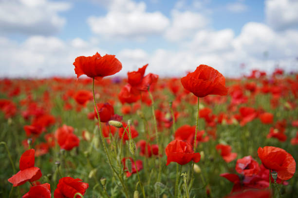 istock Beautiful red poppy field, blue sky with white clouds. 1227201559