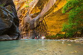zion narrow  with  vergin river in Zion National park,Utah,usa.