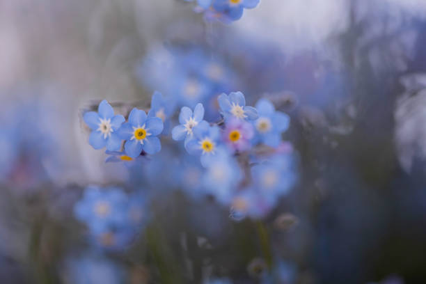 istock forget me not flowers blue close up filled frame 1227202869