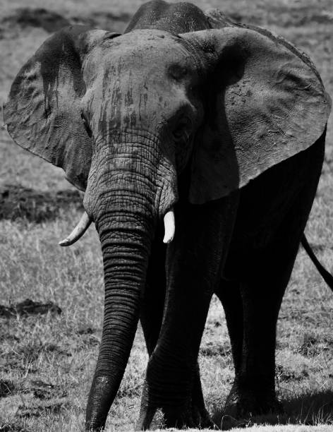 istock Elephant in the Safari 1227204764