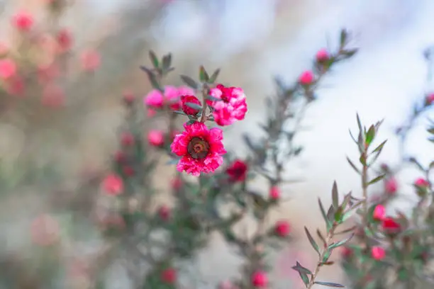 Beautiful small pink flowers of Manuka Tree close up with soft background