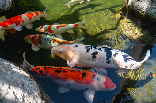 Fancy multi colored Koi carp in the pond close up