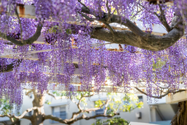 Wisteria flowers blooming in the park of the housing complex, Funabashi City, Chiba Prefecture, Japan stock photo