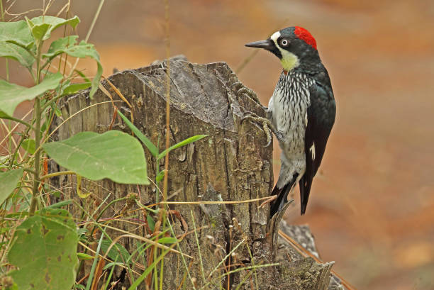 istock Acorn Woodpecker 1227205601
