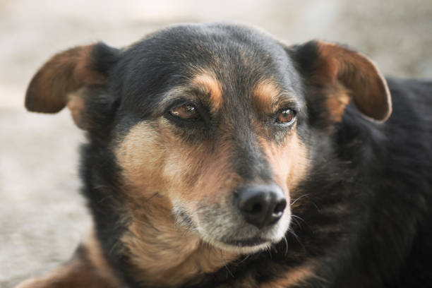 istock friendly dog animal portrait 1227205673