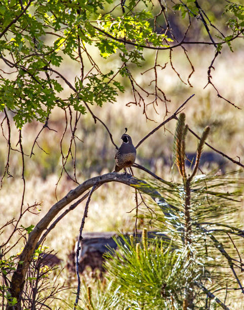 istock California Quail 1227205722
