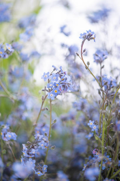 istock forget me not flowers blue close up filled frame 1227205723