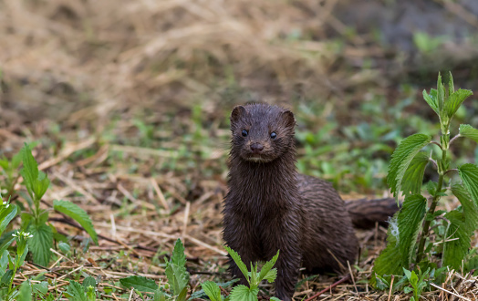 Mink, Mustelidae, with brown fur on grassy trail on a spring morning