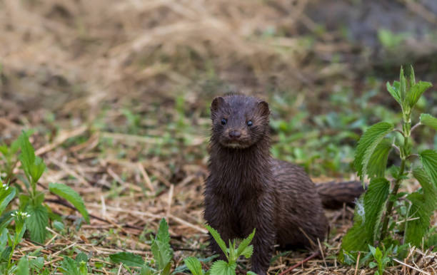 Mink with brown fur on grassy trail on a spring morning Mink, Mustelidae, with brown fur on grassy trail on a spring morning mink fur stock pictures, royalty-free photos & images