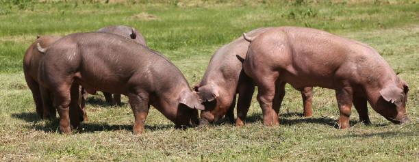 Young pig pose on natural environment outside Free range pig posing  on pasture at animal farm duroc pig stock pictures, royalty-free photos & images