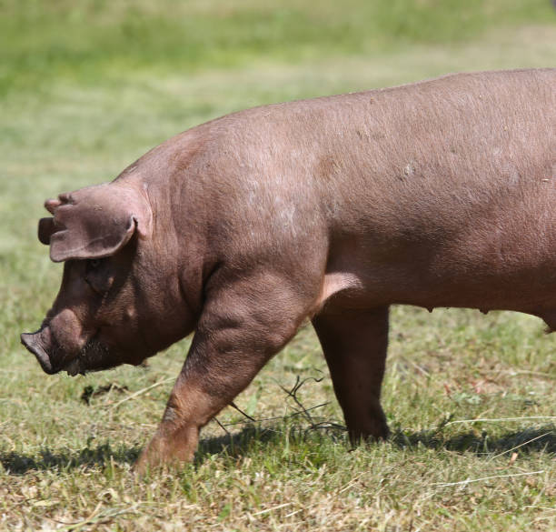 istock Young pig pose on natural environment outside 1227205889