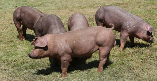 Young pig pose on natural environment outside Free range pig posing  on pasture at animal farm duroc pig stock pictures, royalty-free photos & images