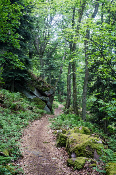 istock mossy forest with rocks in the mountain 1227206020