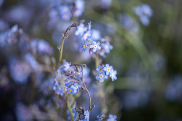 istock forget me not flowers blue close up filled frame 1227207359