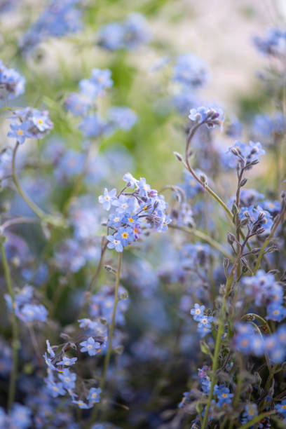 istock forget me not flowers blue close up filled frame 1227207444
