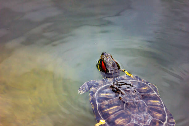 Map Turtle (Graptemys kohnii)