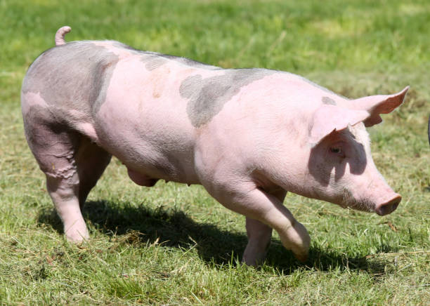 istock Free range pig posing  on pasture at animal farm 1227208435