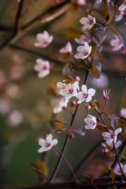 istock Spring background. White flowers of an apple tree close-up 1227208857