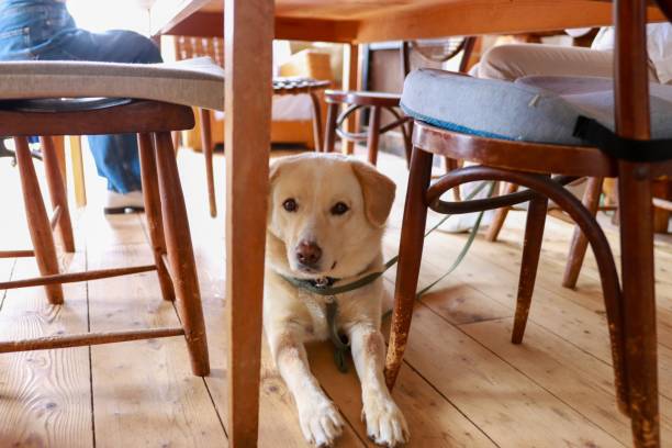istock Dog sitting at domestic room 1227209658
