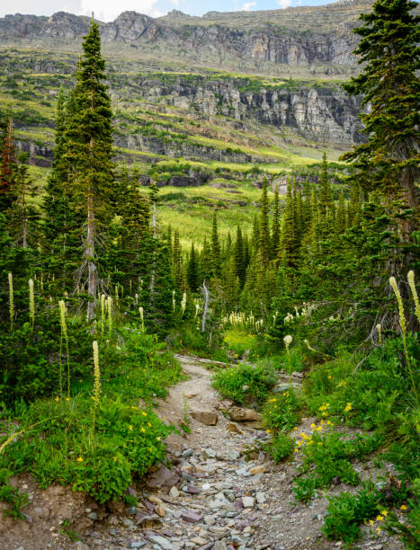 bear grass zig zags up the hill - montana mountain meadow flower - fotografias e filmes do acervo