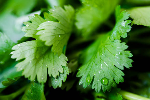 macro fotografia de coentro orgânico verde recém-cortado do jardim e lavado com uma gota de água nas folhas. - parsley cilantro leaf leaf vegetable - fotografias e filmes do acervo