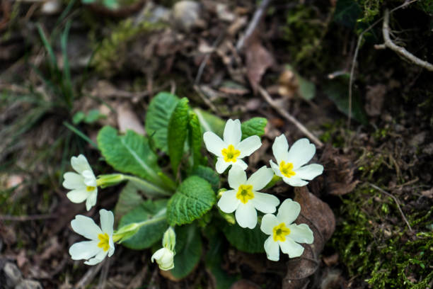 istock Group of primroses 1227214239