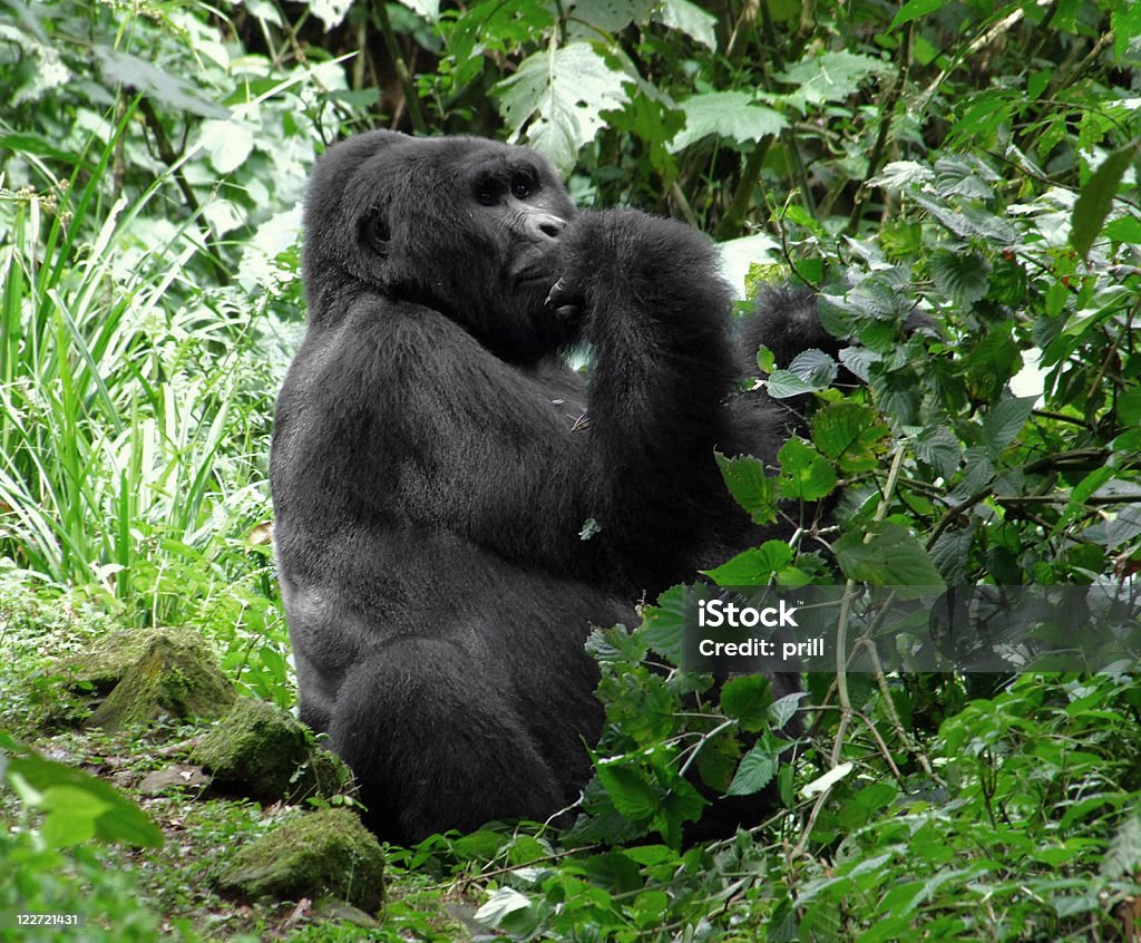 Gorille des montagnes dans la végétation verte - Photo de Afrique libre de droits