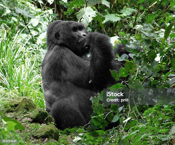 Photo libre de droit de Gorille Des Montagnes Dans La Végétation Verte banque d'images et plus d'images libres de droit de Afrique - Afrique, Animal mâle, Animal vertébré