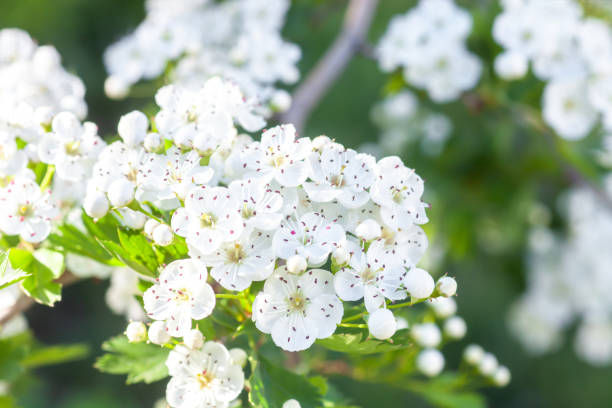 gałąź białych kwiatów na kwitnącym drzewie crataegus monogyna - crataegus monogyna zdjęcia i obrazy z banku zdjęć
